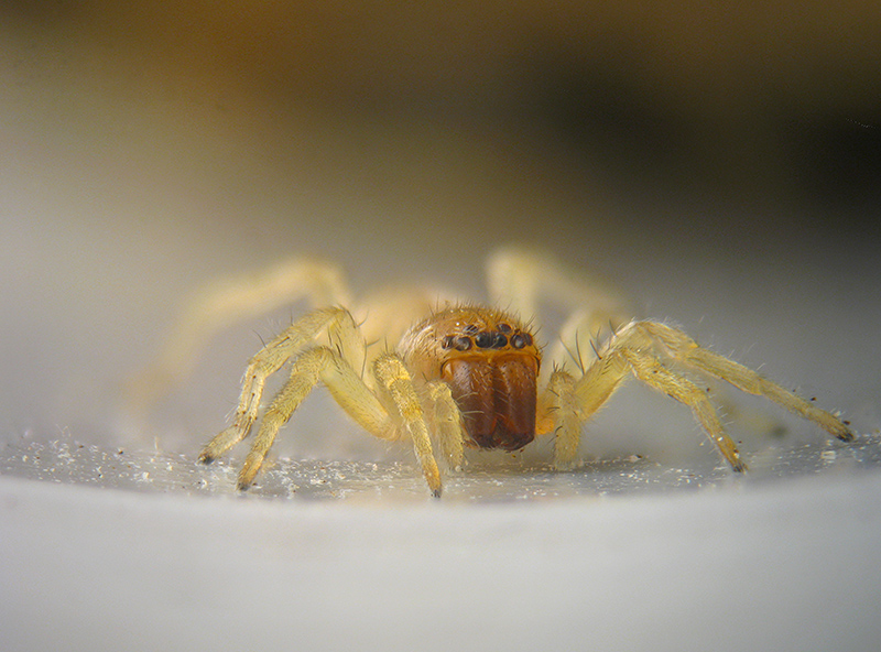 Clubiona sp. - Buguggiate (VA)